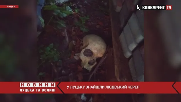 У центрі Луцька знайшли людський череп (відео)