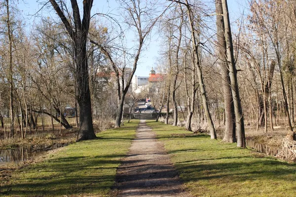 Бобри поїли: коли з луцького парку приберуть повалені дерева (фото)