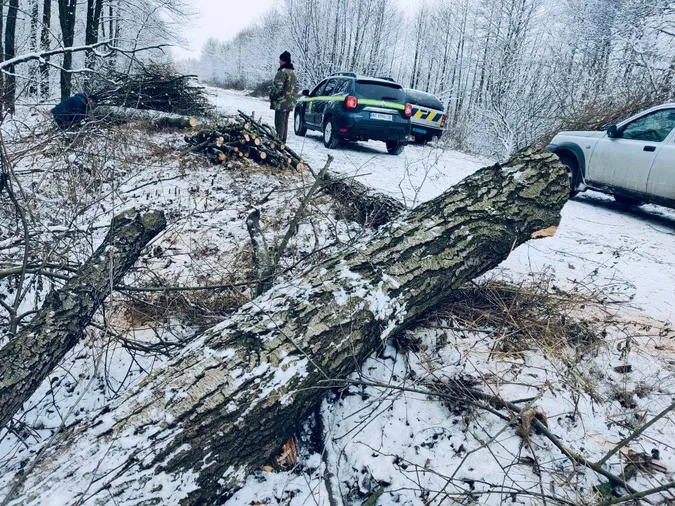 На Волині підприємці вирубували «не ті» дерева (фото, відео)