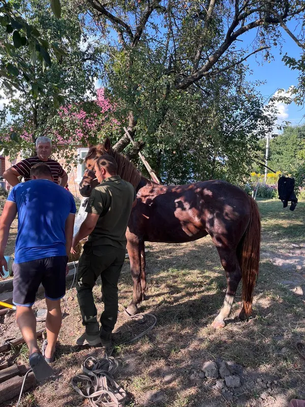 Не одна змія: волинські рятувальники розповіли про тварин, яких врятували за день (фото)