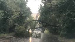 Злива у Луцьку повалила дерево (фото)