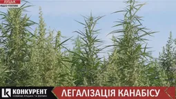 Узаконення марихуани: що кажуть лучани, лікарі та пацієнти (відео)