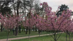 У Києві розцвіла найдовша алея сакур (фото, відео)