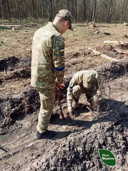 Ліс створює необхідні бар’єри: на Волині прикордонники висаджують дерева (фото)