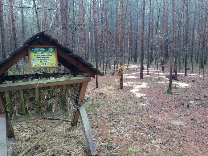 Як у нацпарку на Волині підгодовують лісових звірів (фото)