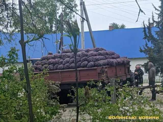 У селах на Волині практично за безцінь здають картоплю (фото)