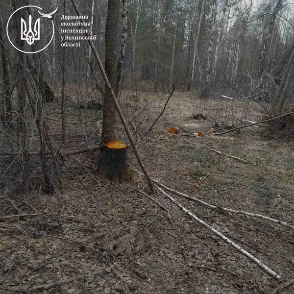 У Луцькому районі помітили масштабну рубку лісу на мільйони