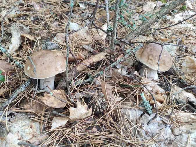 Волинянка в День грибників зачарувала мережу своїм «уловом» (фото)