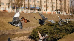 Війна і біженці: як зросла оренда квартир у Луцьку (фото)