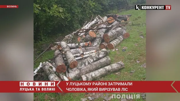У Луцькому районі чоловік нарубав дерев на 80 тисяч гривень (фото, відео)
