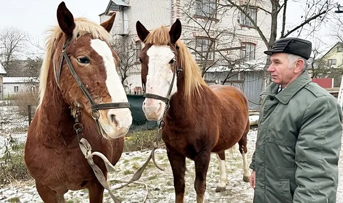 Єдині у Володимирі коні з «міською пропискою»: як на Волині й досі орють по-старому