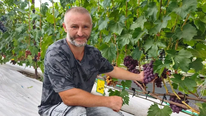 Створили «маленький Крим»: як родина з Волині вирощує 50 сортів винограду (фото, відео)