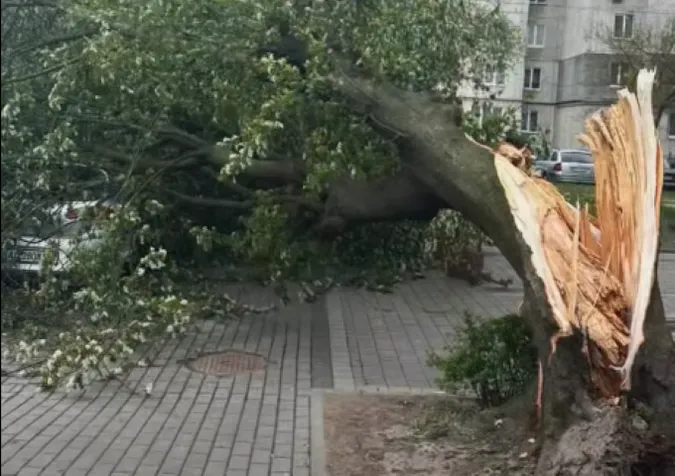 Буревій у Луцьку повалив дерево на припаркований автомобіль (фото, відео)