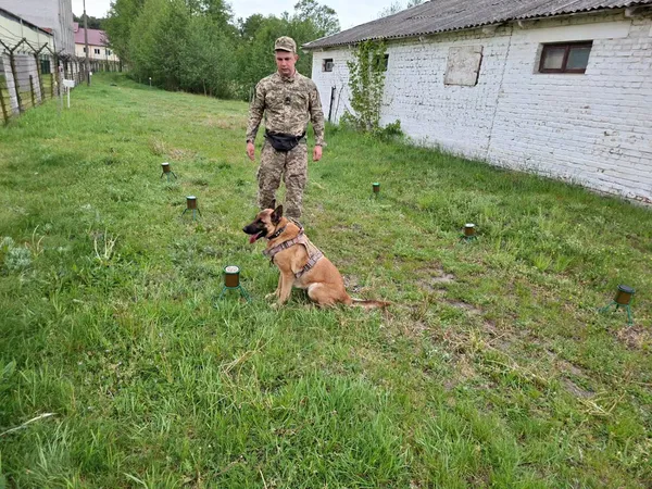 Знаходить вибухівку там, де безсилі прилади: історія волинського кінолога та його малінуа Атаки (фото)