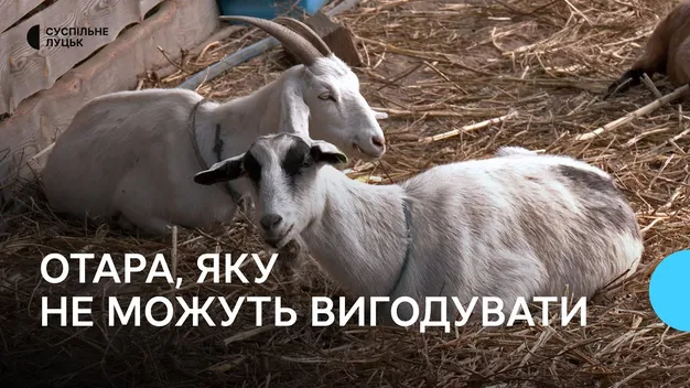 Фермер із Донеччини не може вигодувати кіз, яких перевіз на Волинь (фото, відео)
