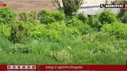 Хащі у центрі Луцька – двір не косять третій рік (відео)