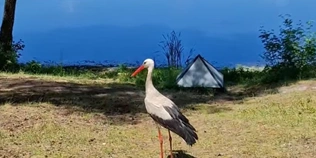 Зовсім не боїться людей: на волинському озері живе безстрашний лелека (фото, відео)