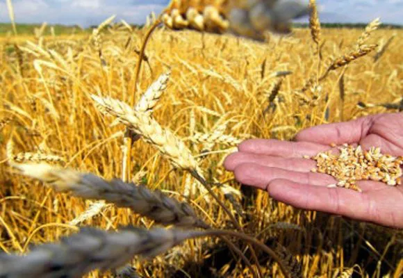 Волинські аграрії поповнили бюджети на понад півмільярда гривень