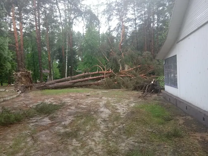 Вирвані з корінням дерева: на Світязі через буревій постраждав дитячий табір (відео)