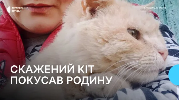 На Волині скажений кіт покусав жінку і двох дітей (фото, відео)