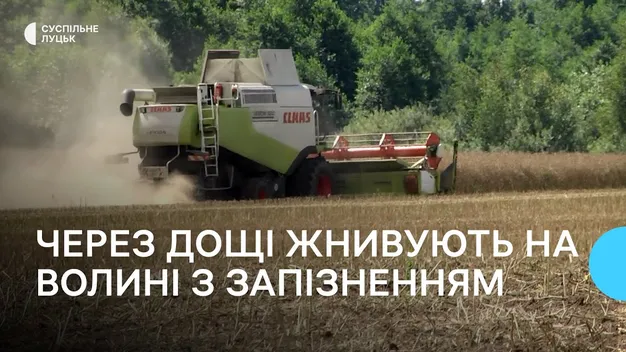 Жнива на Волині затягнулися через погоду (відео)
