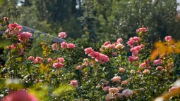 Неймовірний квітковий світ Луцького зоопарку (фото)