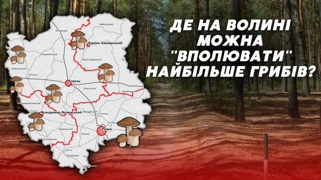 Де на Волині найбільший «врожай» грибів: перелік локацій (відео)