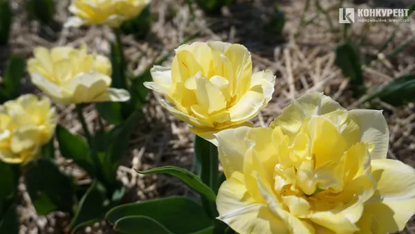 Безліч сортів квітів