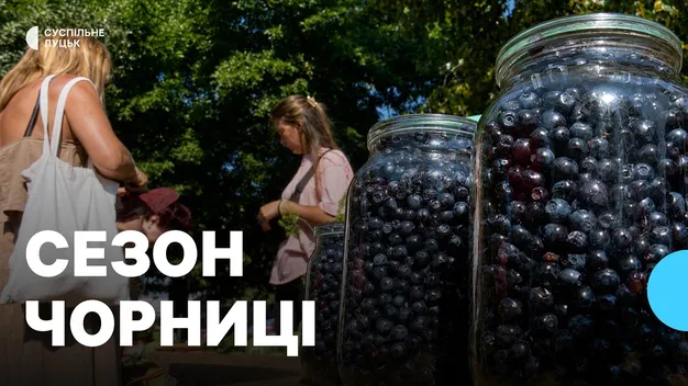 Чорниця стала «золотою»: на Волині через неврожай різко зросли ціни на ягоду (відео)