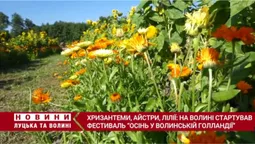 Лілії-троянди, контактний зоопарк: чим дивує «Осінь у Волинській Голландії» (відео)