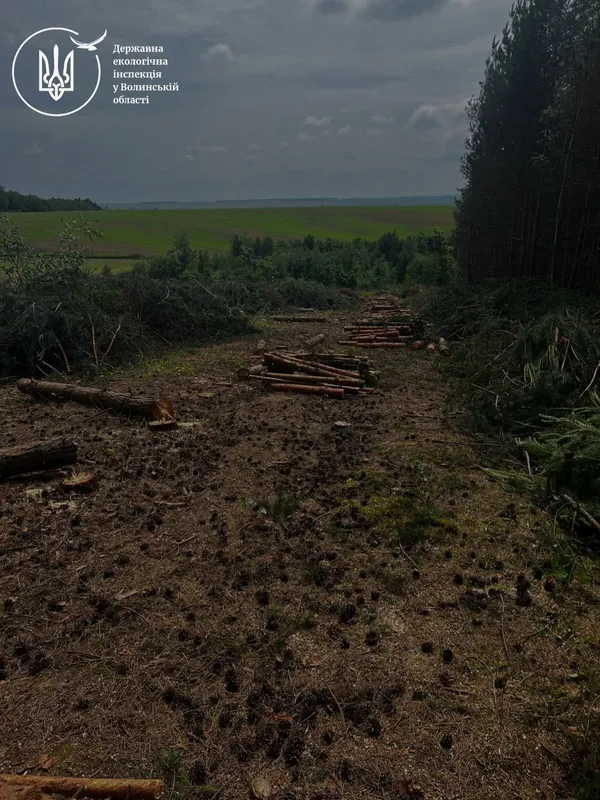 Замість лісу –  380 пнів: на Волині розслідують масштабну вирубку (фото)