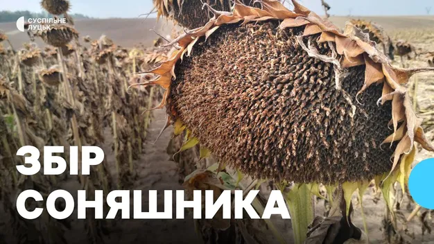 Волинь у п'ятірці областей з урожайністю соняшника: обмолотили 3 тисячі гектарів (фото, відео)