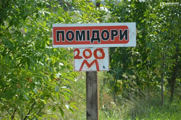 Під Луцьком – плантація дешевих помідорів