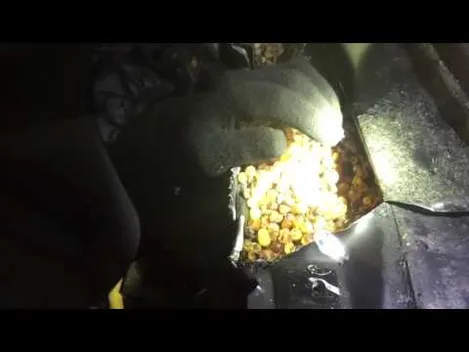 На «Ягодині» вилучили понад 13 кілограмів бурштину 