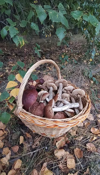 Білі, зонтики, красноголовці, маслюки: біля Луцька збирають повні кошики грибів (фото)