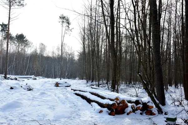 Деревина, яку невдовзі вивезуть новою дорогою