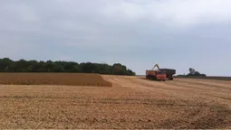 Збирають олійні культури: на Волині тривають жнива (відео)