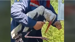 На Волині енергетики визволили лелеку з пастки (відео)