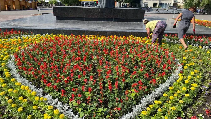 Скільки цього року витратять на озеленення Луцька (відео)