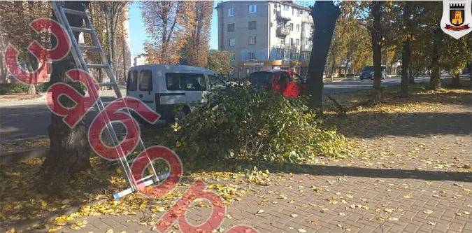 У Луцьку покарали осіб, які без дозволу зрізали дерева у центрі міста (фото)