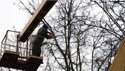 Навіщо на Волі в Луцьку обрізають дерева (фото)