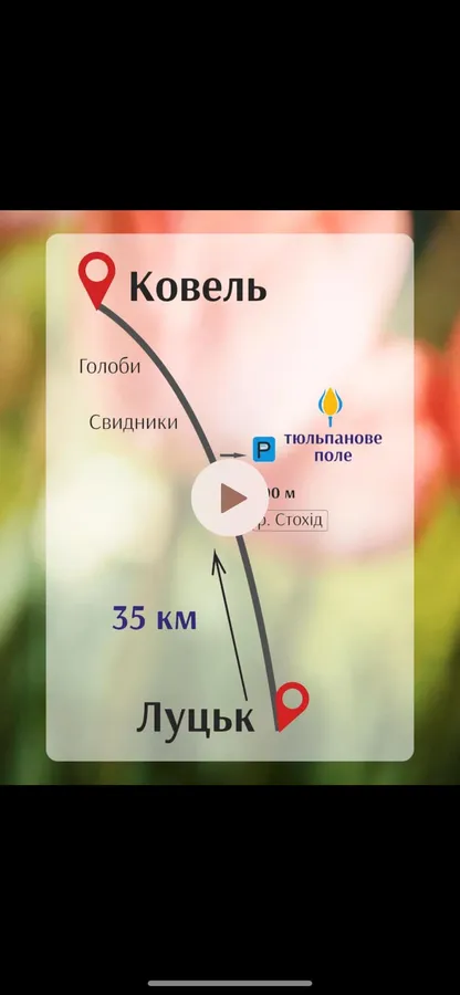 Незабаром відкриття фестивалю тюльпанів у «Волинській Голландії»: скільки тепер коштує квиток (фото)