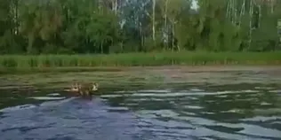 Заплив через Прип'ять: у річці помітили незвичайного рогатого плавця (фото, відео)