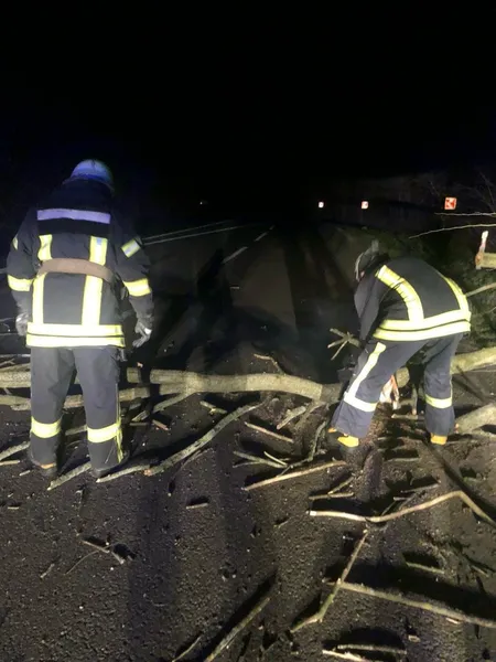 На Волині вночі дерево «здуло» на дорогу (фото)