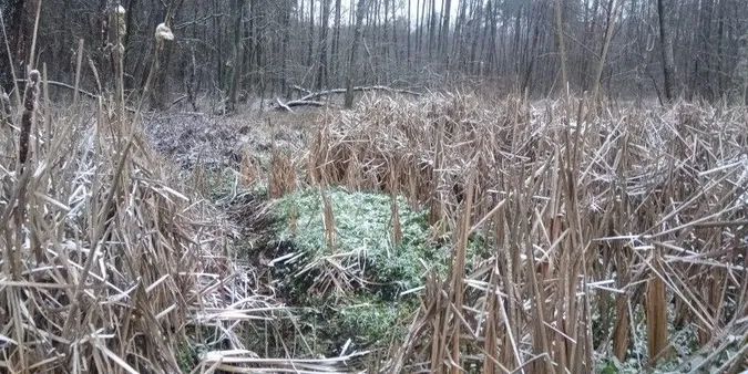 Що приховує лісова водойма Запрєтка неподалік Луцька (фото)