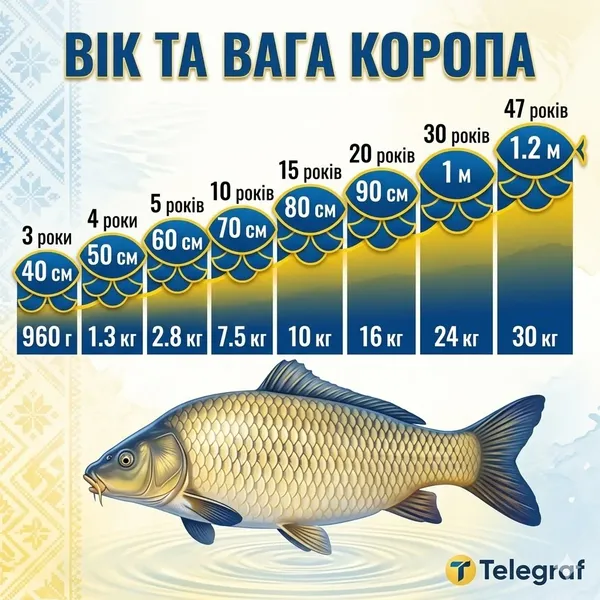 В озері на Поліссі рибалка впіймав гігантського коропа (фото)