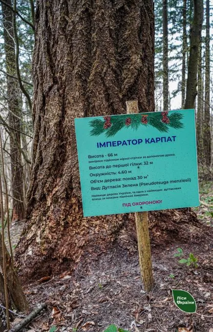 Найвище в Україні та Східній Європі: у Карпатах знайшли дерево заввишки 66 метрів (фото)