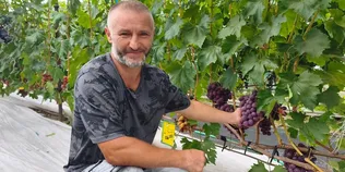 Створили «маленький Крим»: як родина з Волині вирощує 50 сортів винограду (фото, відео)
