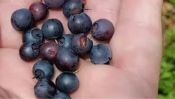 Неподалік від Луцька знайшли перші чорниці (фото)
