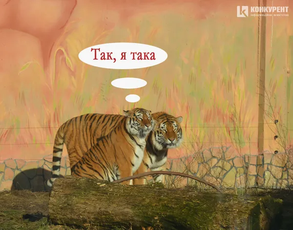 Одна хвилина в житті луцьких тигрів (КОМІКС)